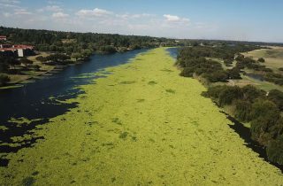 macrofitas-plantas-aquativas-Orbty
